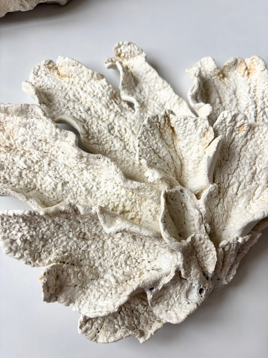 Vægophæng 074 - Koralfossil