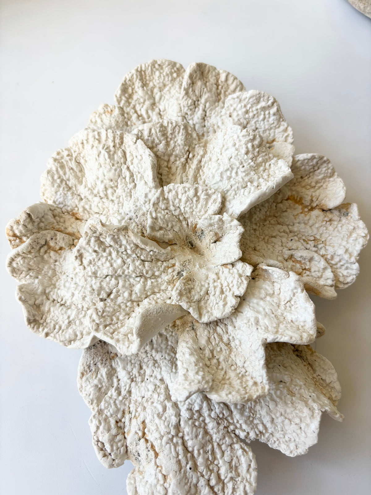 Vægophæng 067 - Koralfossil