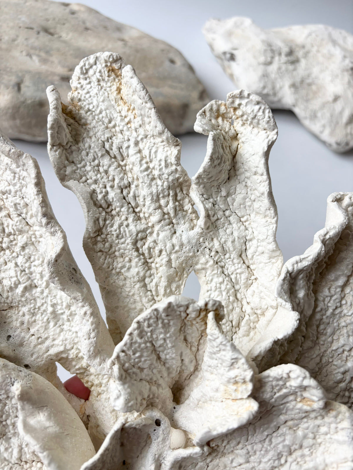 Vægophæng 074 - Koralfossil