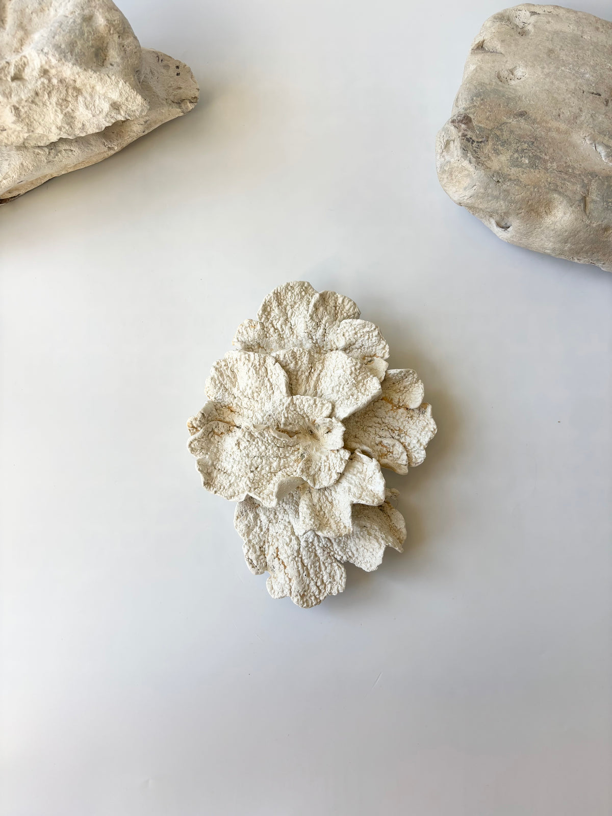 Vægophæng 067 - Koralfossil