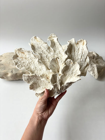 Vægophæng 074 - Koralfossil