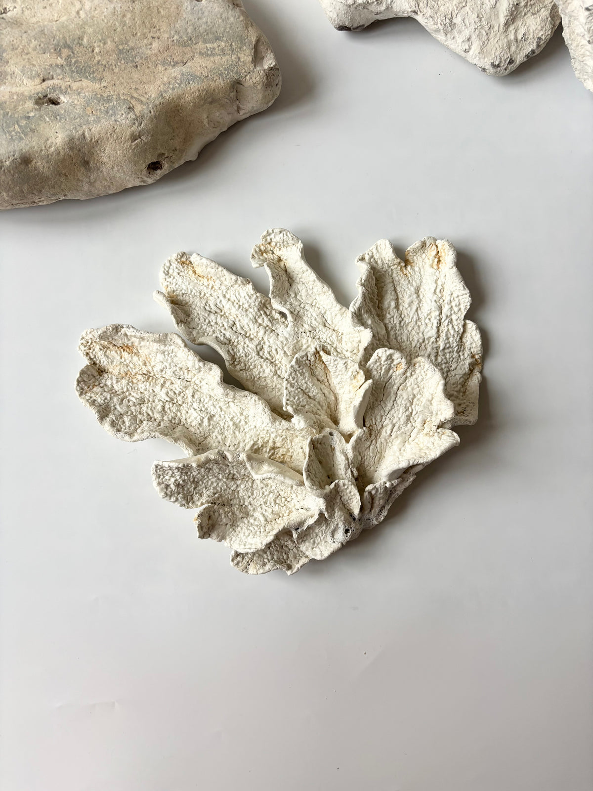 Vægophæng 074 - Koralfossil