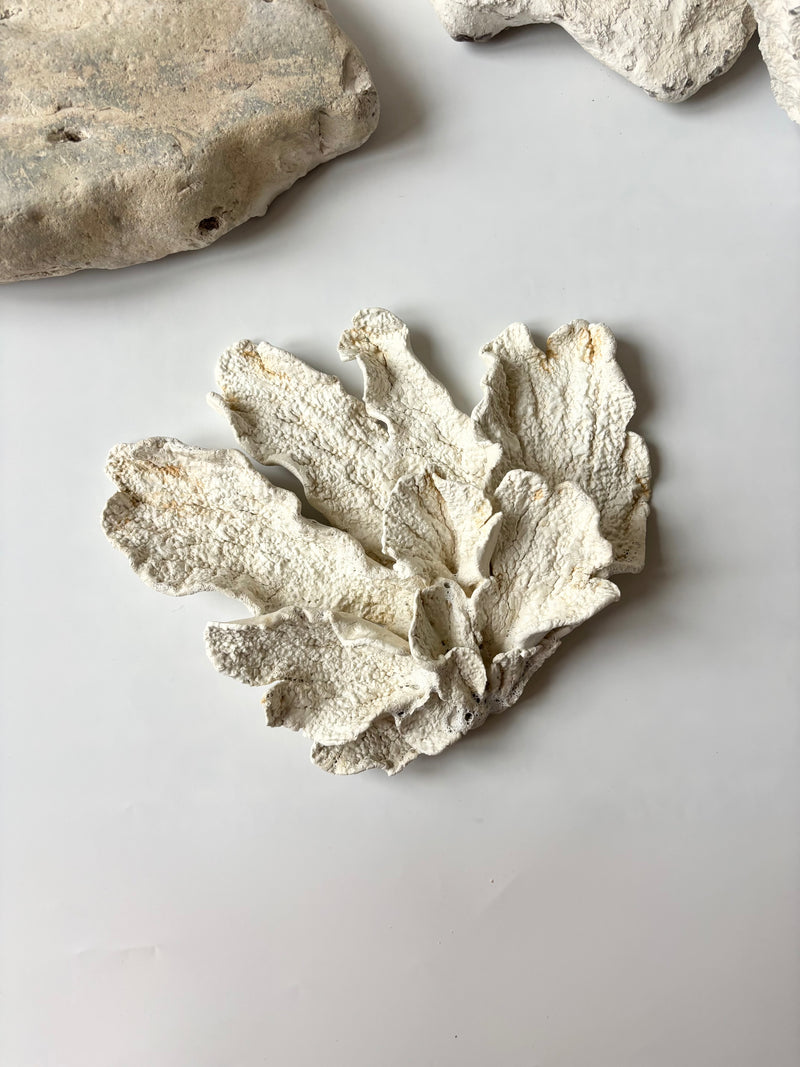 Vægophæng 074 - Koralfossil