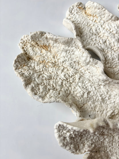 Vægophæng 074 - Koralfossil
