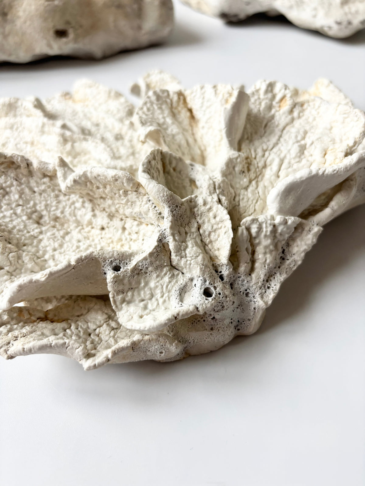 Vægophæng 074 - Koralfossil