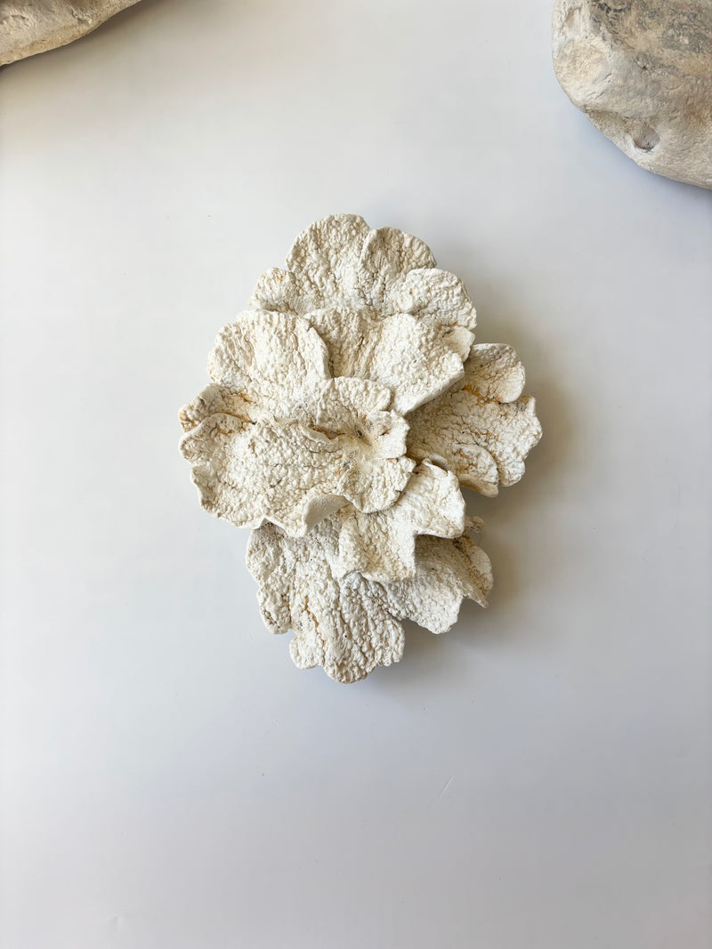 Vægophæng 067 - Koralfossil
