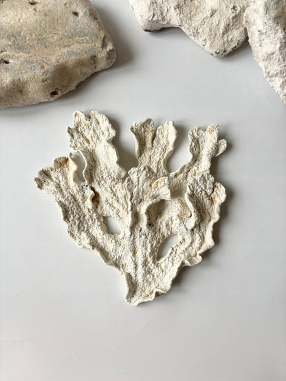 Vægophæng 073 - Koralfossil