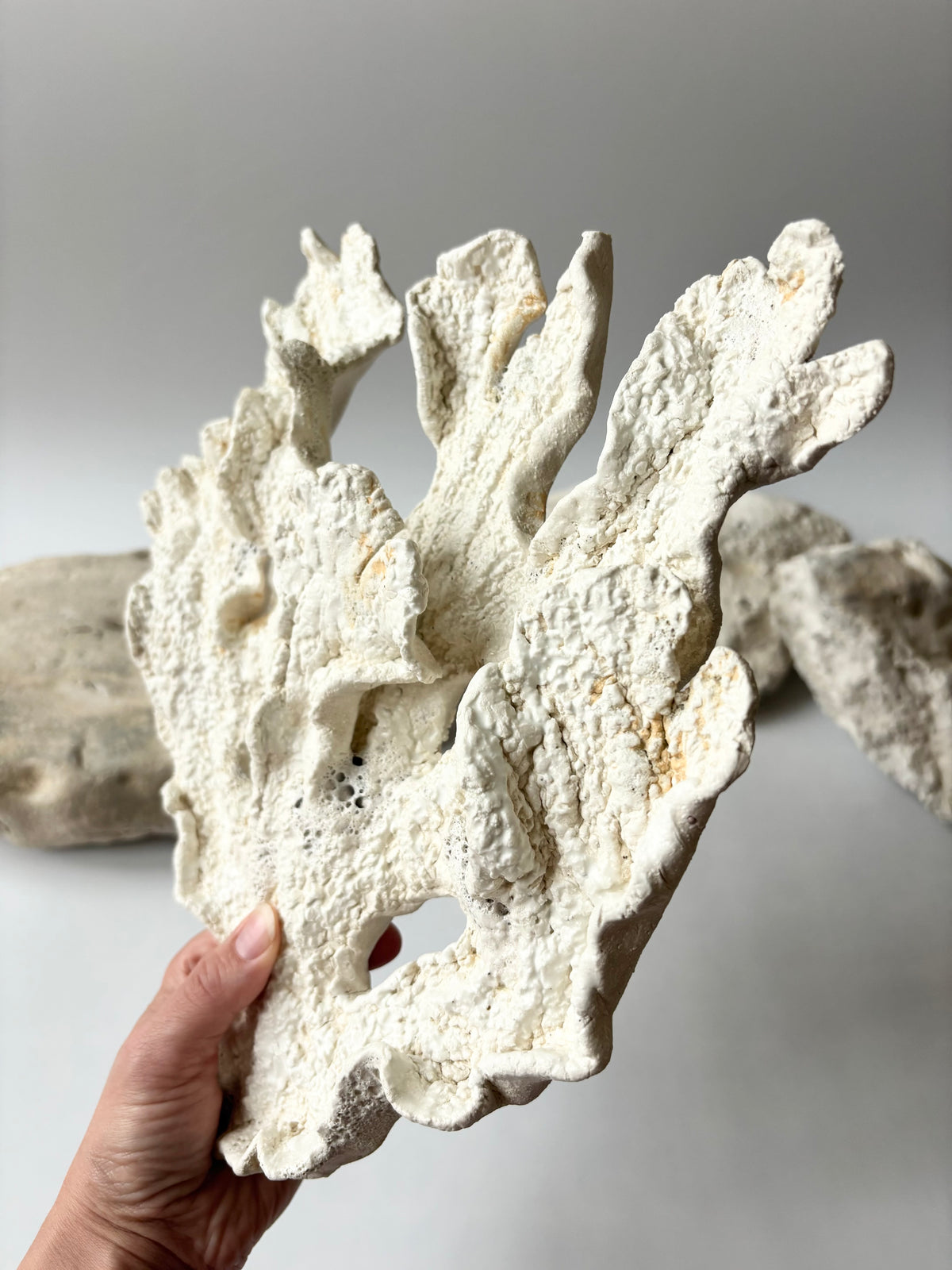 Vægophæng 073 - Koralfossil