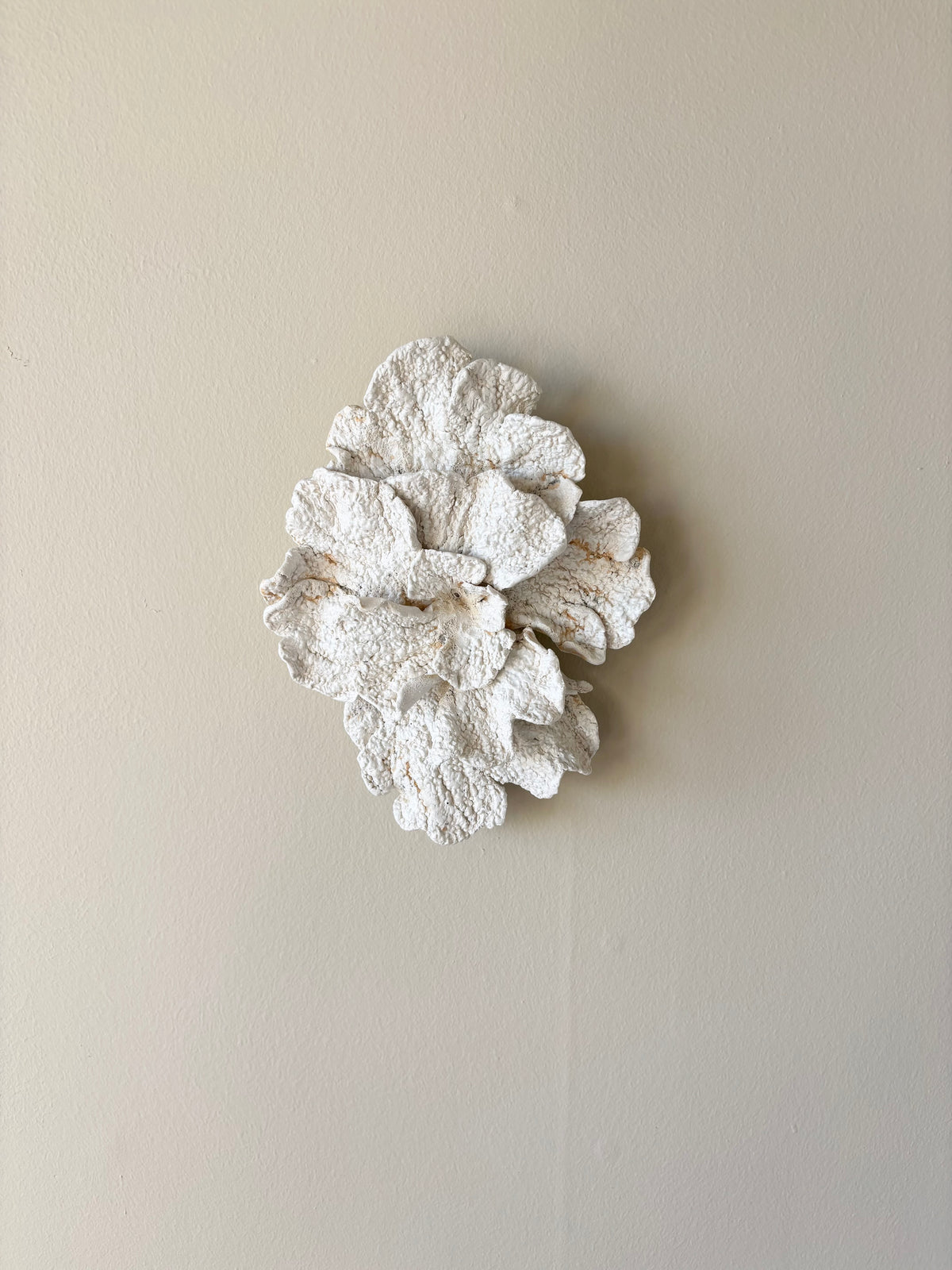 Vægophæng 067 - Koralfossil
