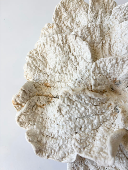 Vægophæng 067 - Koralfossil