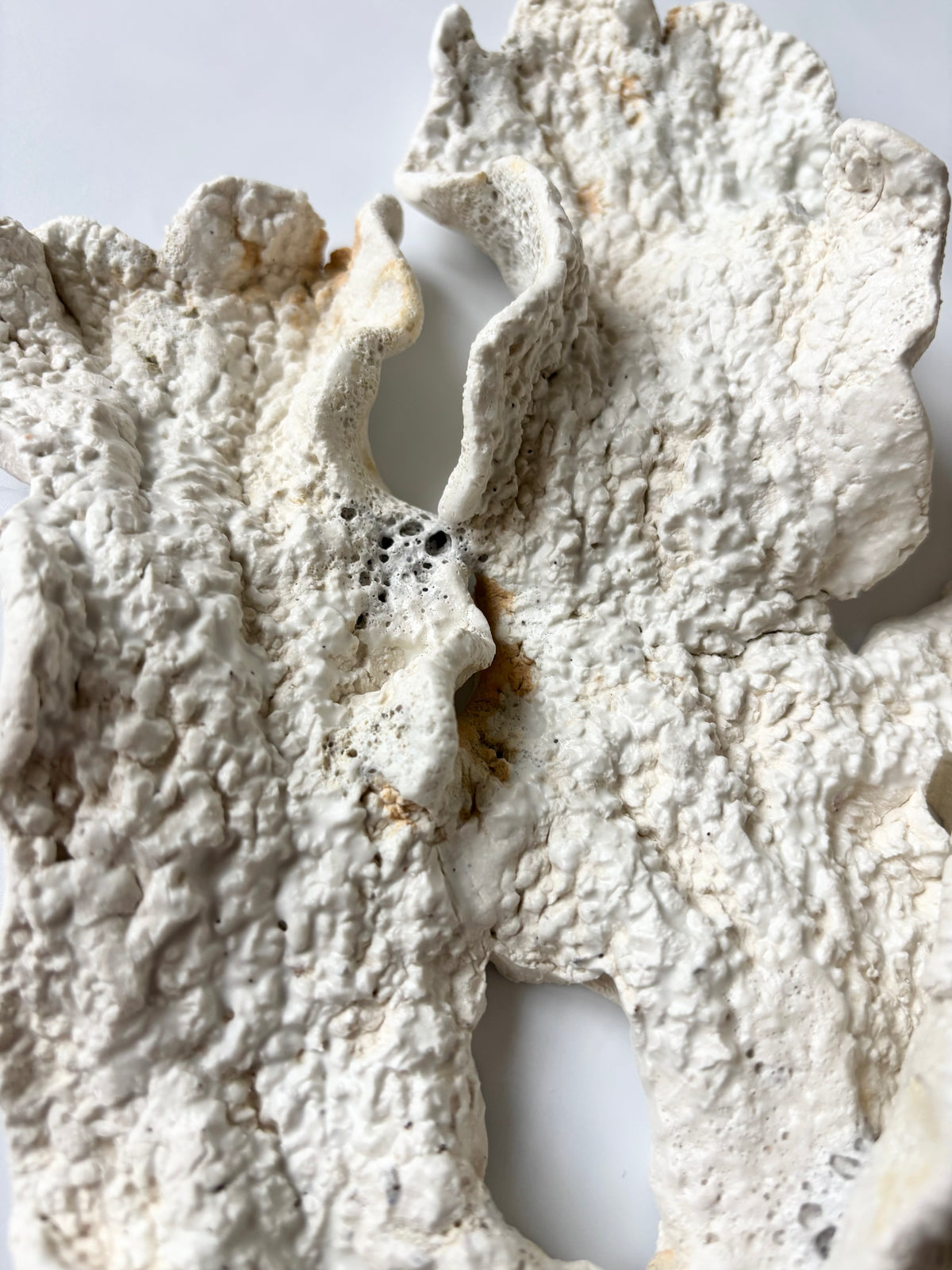 Vægophæng 073 - Koralfossil