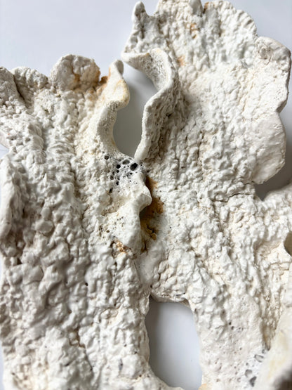 Vægophæng 073 - Koralfossil