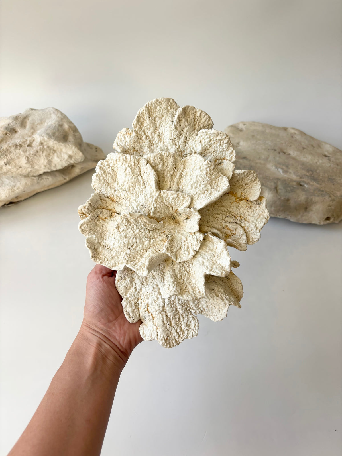 Vægophæng 067 - Koralfossil