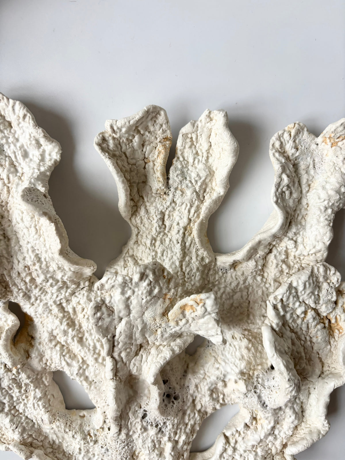 Vægophæng 073 - Koralfossil
