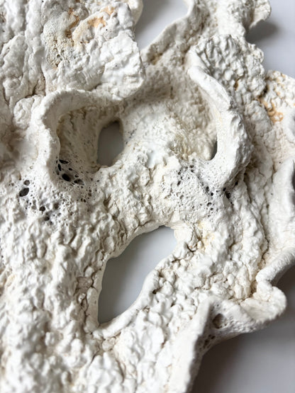Vægophæng 073 - Koralfossil