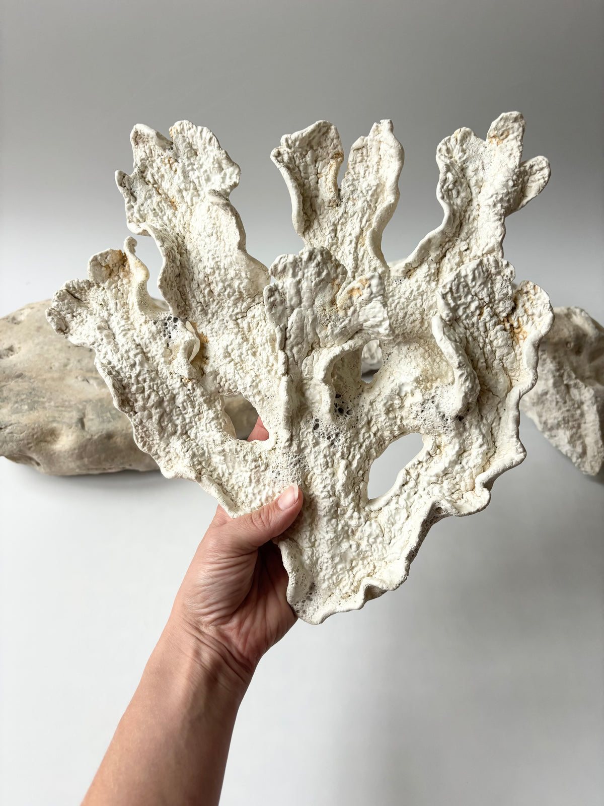 Vægophæng 073 - Koralfossil