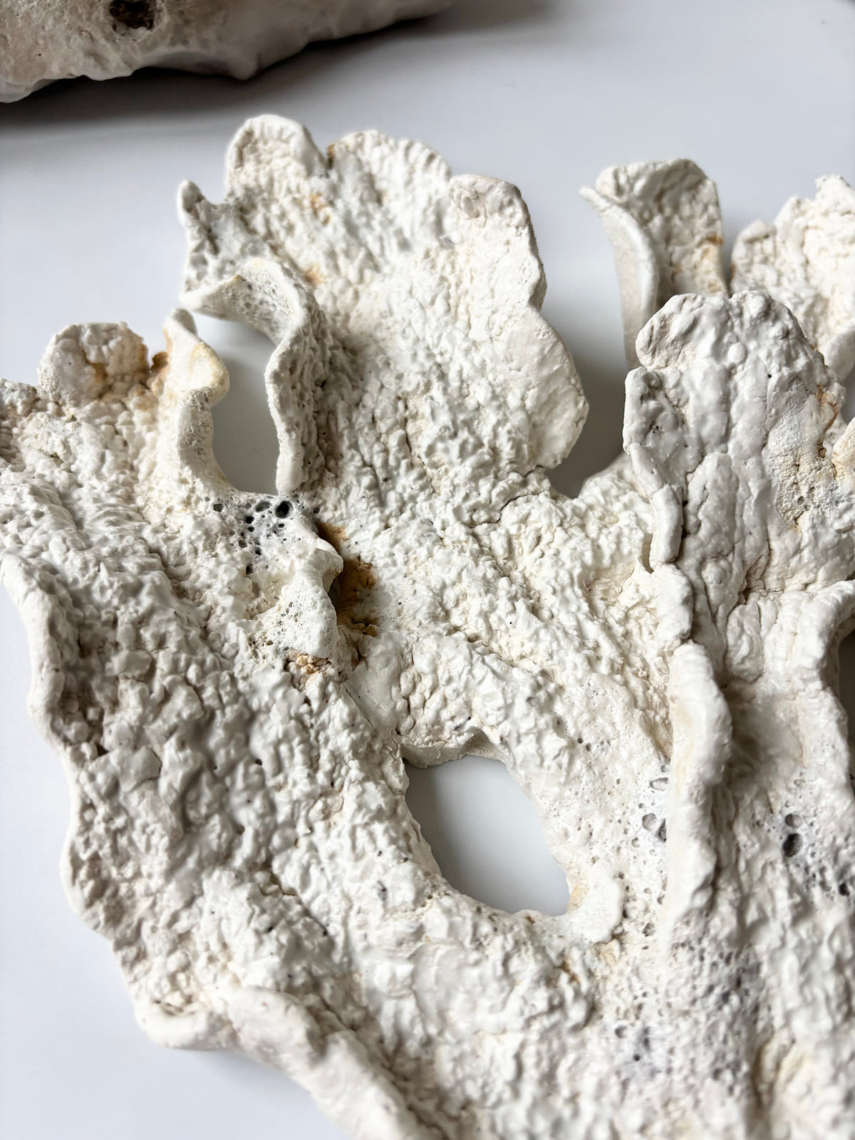 Vægophæng 073 - Koralfossil