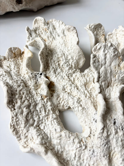 Vægophæng 073 - Koralfossil