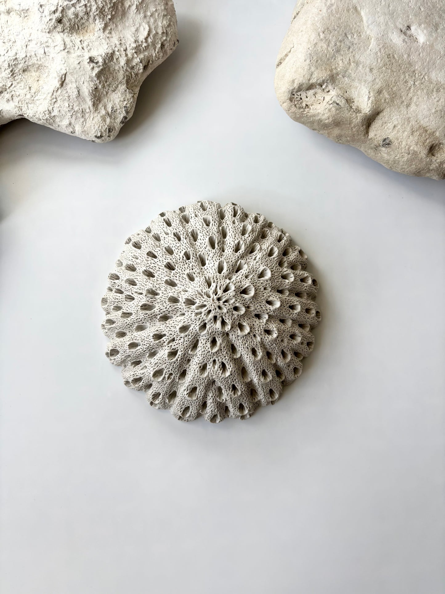 Vægophæng 023 - Koralfossil