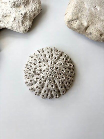 Vægophæng 023 - Koralfossil