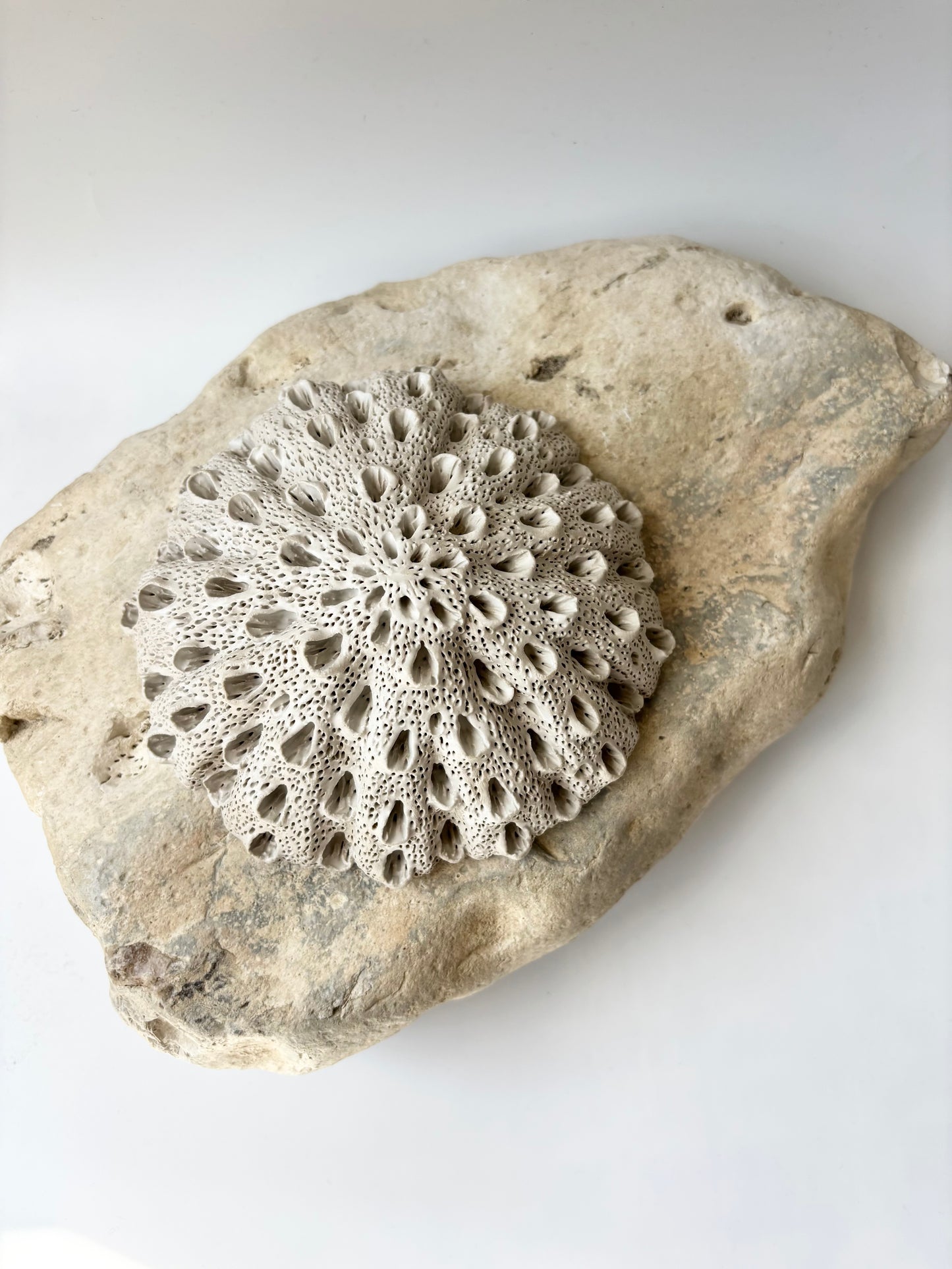 Vægophæng 044 - Koralfossil