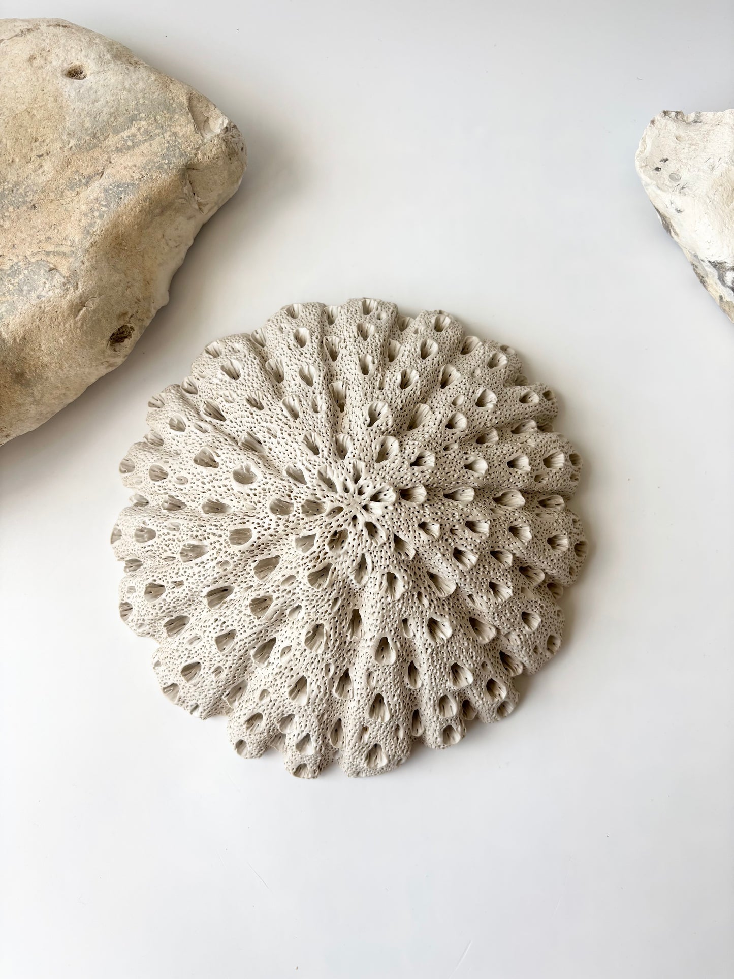 Vægophæng 047 - Koralfossil