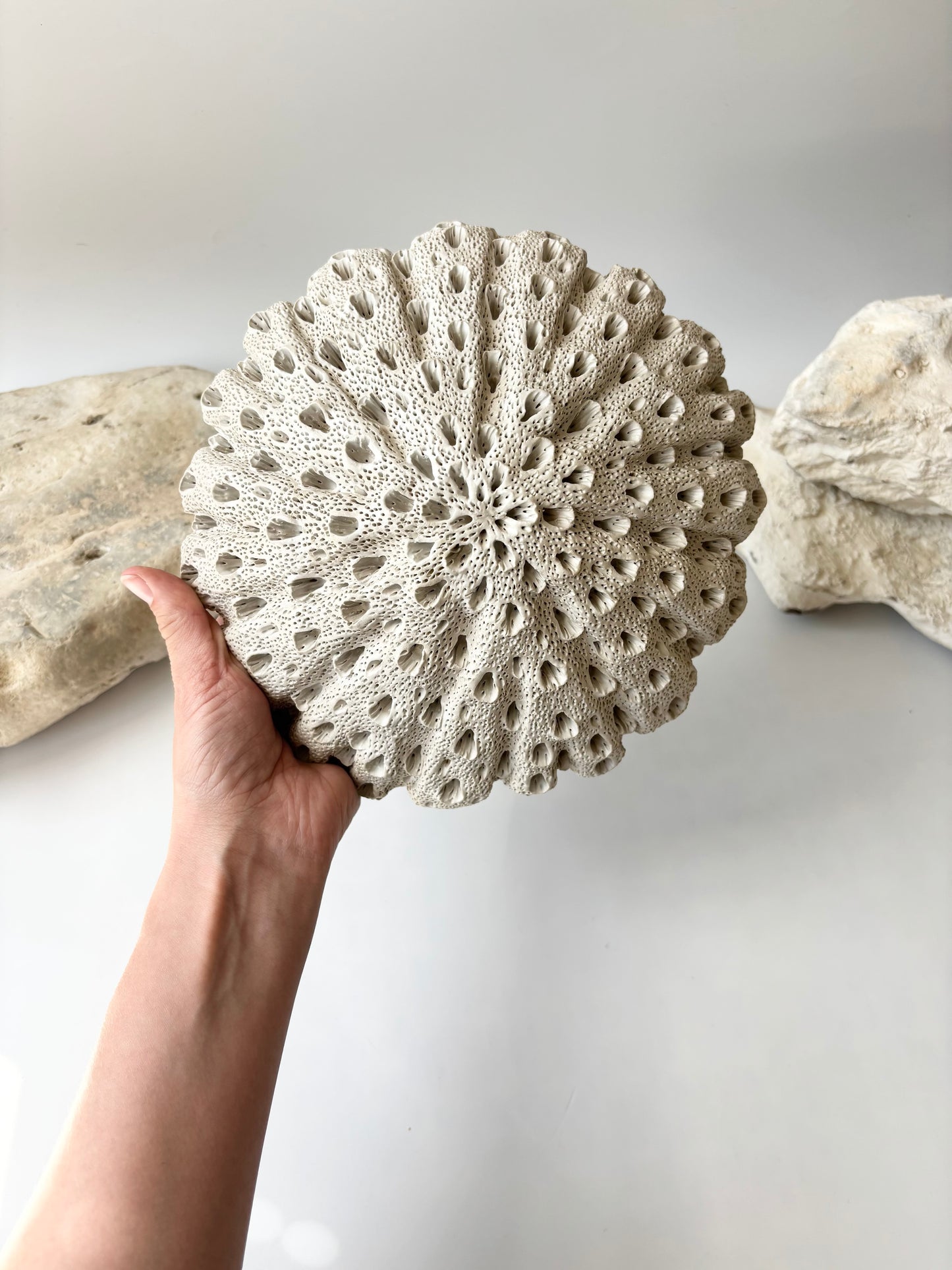 Vægophæng 047 - Koralfossil