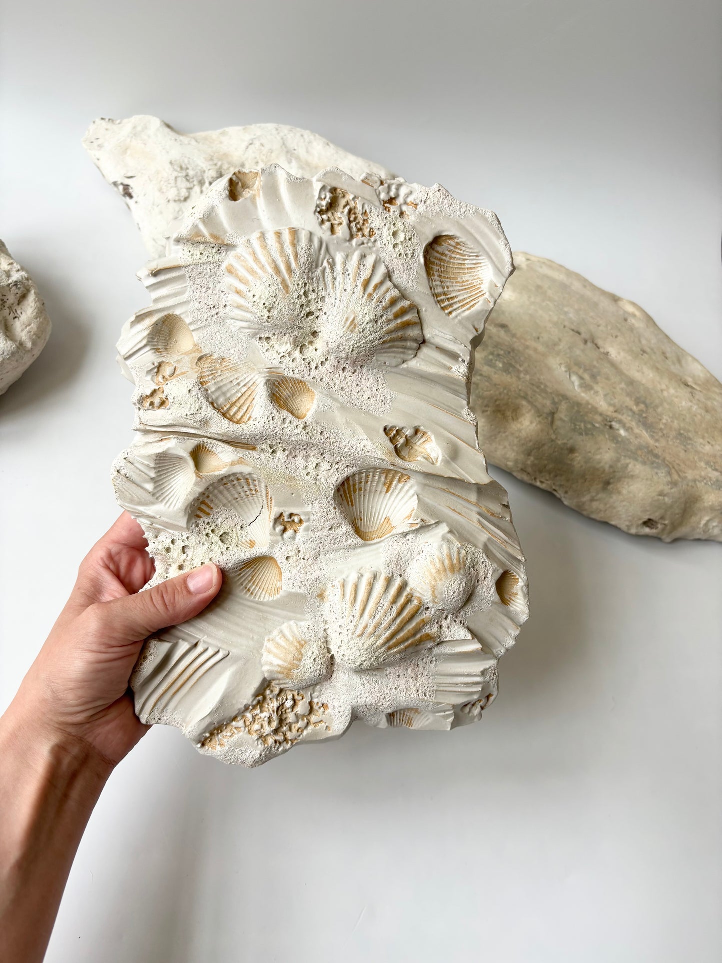 Vægophæng 053 - Muslingefossil - 2. sortering (læs beskrivelse)