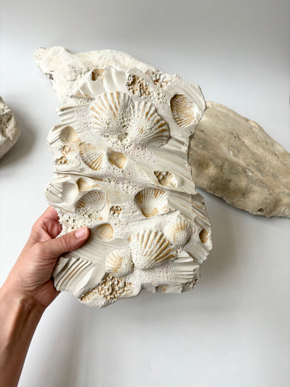 Vægophæng 053 - Muslingefossil - 2. sortering (læs beskrivelse)