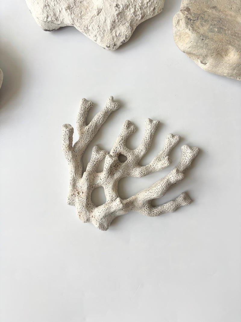 Vægophæng 052 - Koralfossil